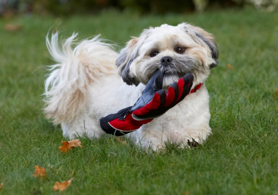 Yep, it's pretty big isn't it
Anahtar kelimeler: Dog Dogs Lhaso Apso Monty Trigger