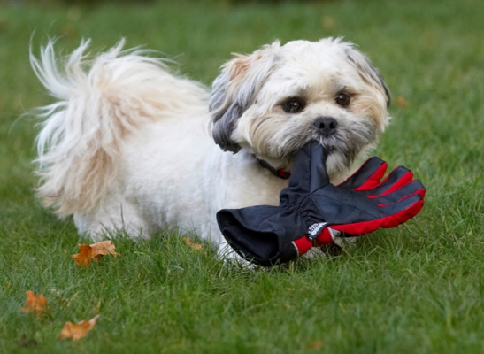 It doesn't do much
Schlüsselwörter: Dog Dogs Lhaso Apso Monty Trigger