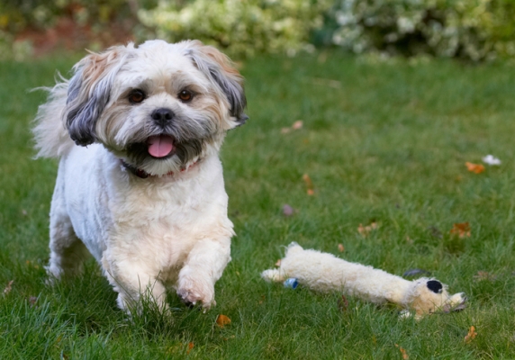 Off to pastures new
Klíčová slova: Dog Dogs Lhaso Apso Monty Tongue Trigger