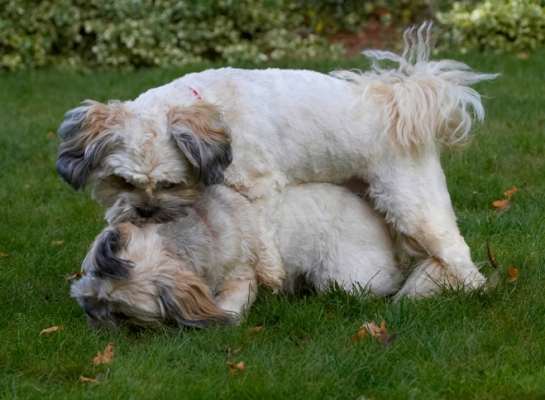 I'm the boss
Keywords: Dog Dogs Lhaso Apso Monty Trigger