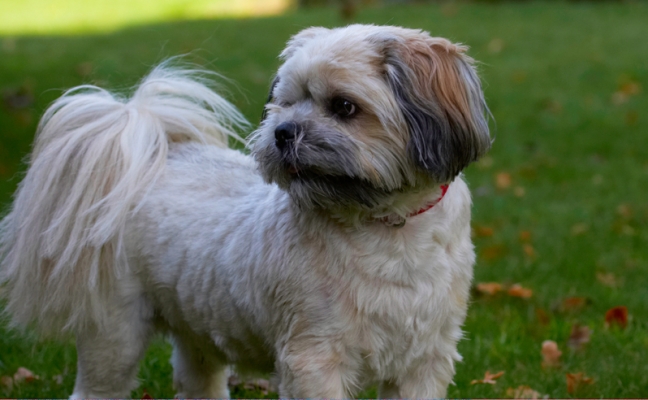 Now, wot's going on over there?
Schlüsselwörter: Dog Dogs Lhaso Apso Monty Trigger