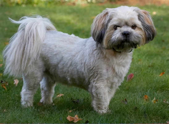 Whaddya want
Schlüsselwörter: Dog Dogs Lhaso Apso Monty Trigger