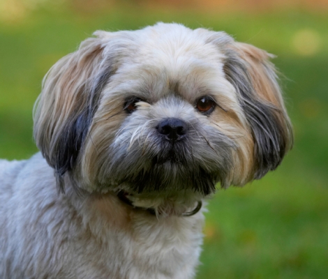 Butter wouldn't melt ........
Schlüsselwörter: Dog Dogs Lhaso Apso Monty Trigger