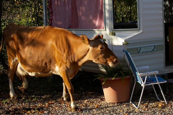 Is this my new home?
Keywords: Belinda Cow Guernsey Milk