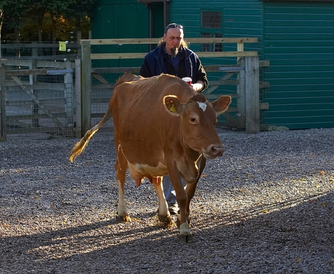 My arrival at Lucies Farm
Belinda arriving at Lucies Farm to begin her role as our house cow.  She's milked by hand twice each day, and her full-fat fresh Guernsey milk is used in scrambled eggs --- the breakfast of most of our doggie guests.
Keywords: Belinda Cow Guernsey Ian Crouch Milk