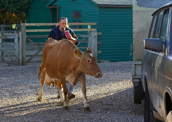 Think I'll go for a ride in the car
Ian Crouch bringing Belinda to her new home at Lucies Farm.
Keywords: Belinda Cow Guernsey Ian Crouch Milk