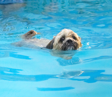 I'm really not sure about this
Ključne besede: Dog Dogs Lhasa Apso Monty Pool Swimming Trigger