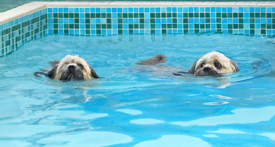 Get the feeling we're out of our depth here?
Schlüsselwörter: Dog Dogs Lhasa Apso Monty Pool Swimming Trigger
