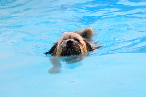 Hey, I'm getting good at this
Palabras clave: Dog Dogs Lhasa Apso Monty Pool Swimming Trigger