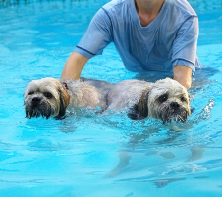 Oh, no, off we have to go again
Palabras Clave: Dog Dogs Lhasa Apso Monty Pool Swimming Trigger