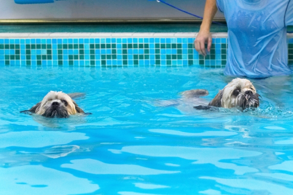 Go on, race yer
Keywords: Dog Dogs Lhasa Apso Monty Pool Swimming Trigger