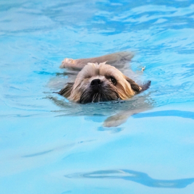 I've got kinda smooth action going on here
Anahtar kelimeler: Dog Dogs Lhasa Apso Monty Pool Swimming Trigger