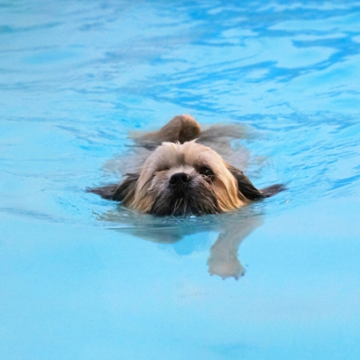 Jus' gliding along
Ключевые слова: Dog Dogs Lhasa Apso Monty Pool Swimming Trigger