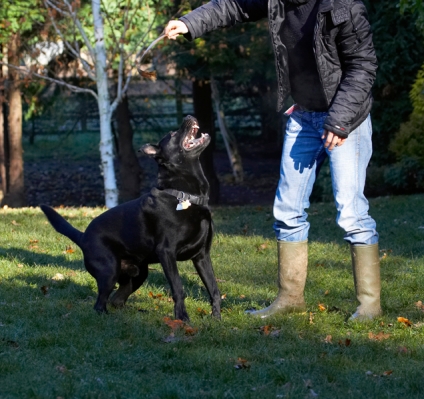 C'mon then, bring it down here
Keywords: Charlie Chow Dog Dogs Frost Labrador