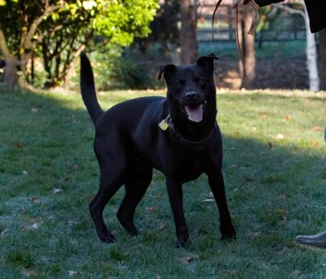 Well, that made me happy
Avainsanat: Charlie Chow Dog Dogs Frost Labrador Tongue