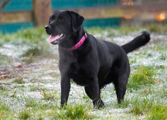Wow, it's almost like snow
Anahtar kelimeler: Breath Dog Dogs Ellie Frost Labrador Tongue