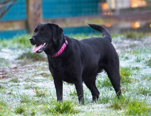 Jus' getting my breath
Schlüsselwörter: Dog Dogs Ellie Frost Labrador Tongue