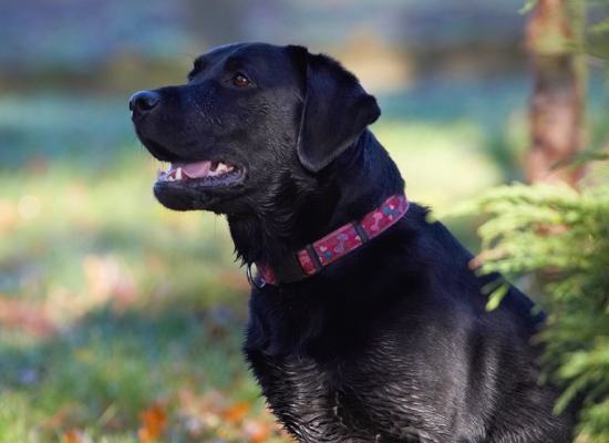 Please give me my bone
Keywords: Dog Dogs Ellie Frost Labrador