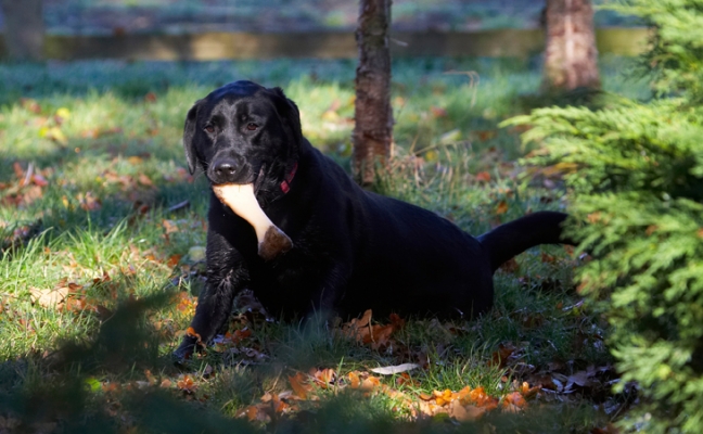 Jus' having my lunch
Ključne besede: Bone Dog Dogs Ellie Frost Labrador