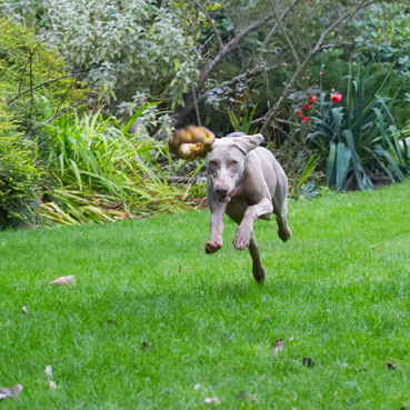 You can't outrun me
Keywords: Dog Dogs Moon Weimaraner