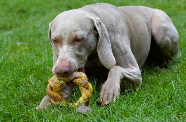 Now it's a snack
Palabras clave: Dog Dogs Moon Weimaraner