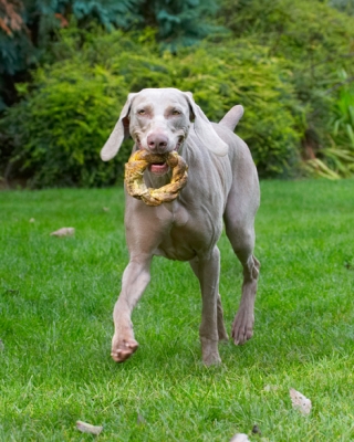 And now it's a toy
Schlüsselwörter: Dog Dogs Moon Weimaraner