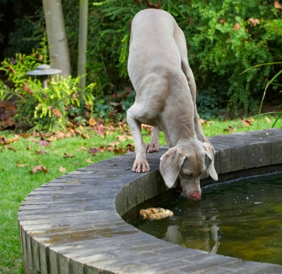 Who's that pretty girl?
Schlüsselwörter: Dog Dogs Moon Weimaraner