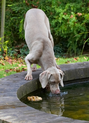 Mmm, mmm, yucky pond water
Palabras clave: Dog Dogs Moon Weimaraner