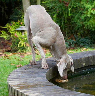 Now to get my toy....
Ключевые слова: Dog Dogs Moon Weimaraner