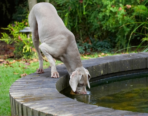 Whoops, it seems to be dunking
Palabras clave: Dog Dogs Moon Weimaraner