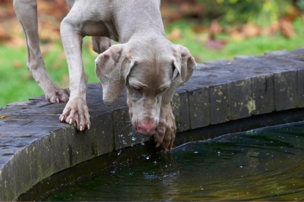 Now, how to get my snack/toy
Palabras clave: Dog Dogs Moon Weimaraner