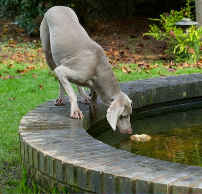 Palabras clave: Dog Dogs Moon Weimaraner