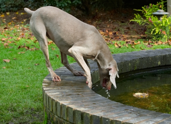 Oh no, it's sinking
Klíčová slova: Dog Dogs Moon Weimaraner