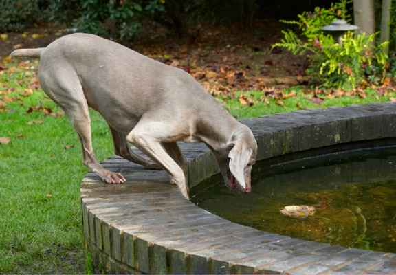 Hmmm, gotta re-think this
Trefwoorden: Dog Dogs Moon Weimaraner