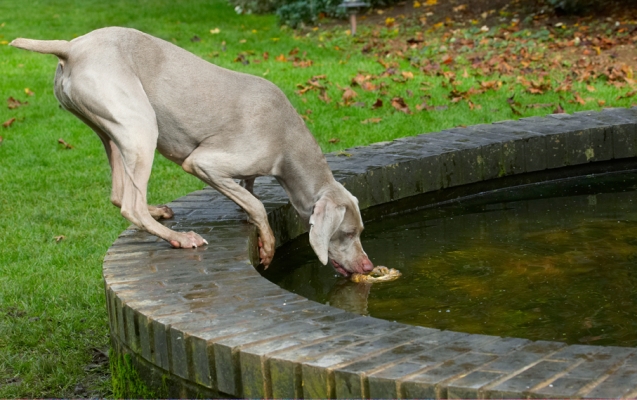 Careful now
Ключови думи: Dog Dogs Moon Weimaraner
