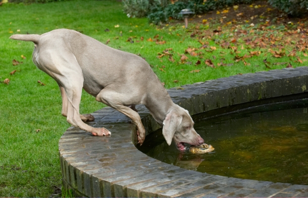 Slooooooooooooowly
Trefwoorden: Dog Dogs Moon Weimaraner
