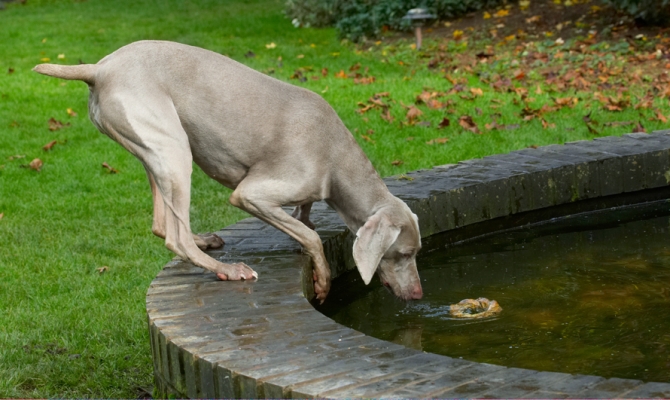 Oh, bummer
Keywords: Dog Dogs Moon Weimaraner