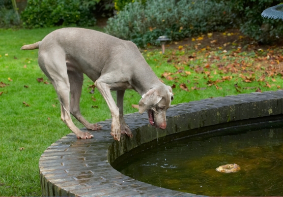 Hmmm, wot to do
Anahtar kelimeler: Dog Dogs Moon Weimaraner