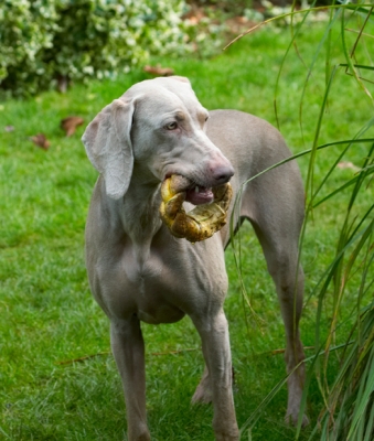 OK, OK, so I did have a little help with retrieval
Keywords: Dog Dogs Moon Weimaraner