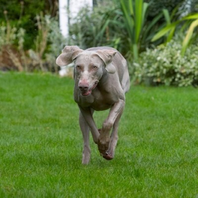 Time for action
Keywords: Dog Dogs Moon Weimaraner