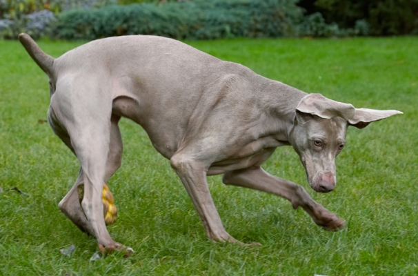Whoops, missed it
Ключевые слова: Dog Dogs Moon Weimaraner