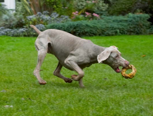 Wot a catch!
Keywords: Dog Dogs Moon Weimaraner