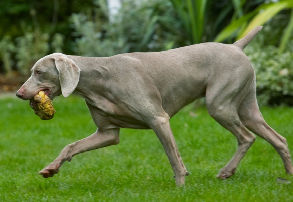 Now to find a comfy place
Schlüsselwörter: Dog Dogs Moon Weimaraner