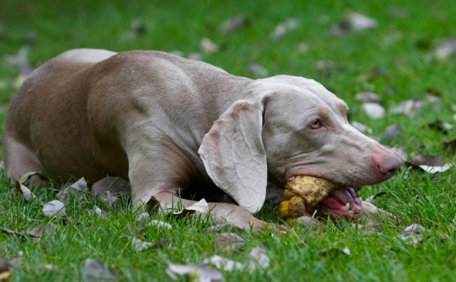 I've earned this
Ключові слова: Dog Dogs Moon Weimaraner
