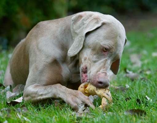 The perfect end to a perfect day
Anahtar kelimeler: Dog Dogs Moon Weimaraner