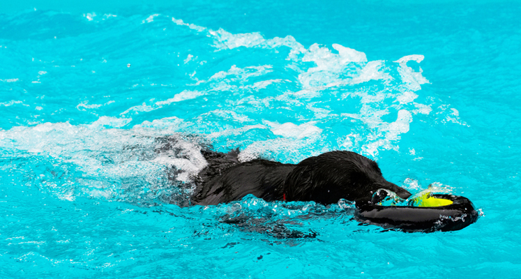 And another great retrieval
Klíčová slova: Dog Dogs Flat Coated Retriever Loki Pool Retrievers Swimming