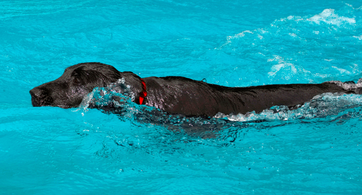 Sleek, eh
Palabras clave: Dog Dogs Flat Coated Retriever Loki Pool Retrievers Swimming