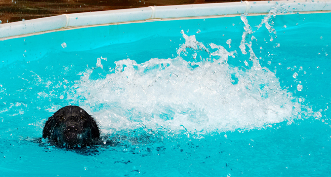 And......... splash
Avainsanat: Dog Dogs Flat Coated Retriever Loki Pool Retrievers Swimming