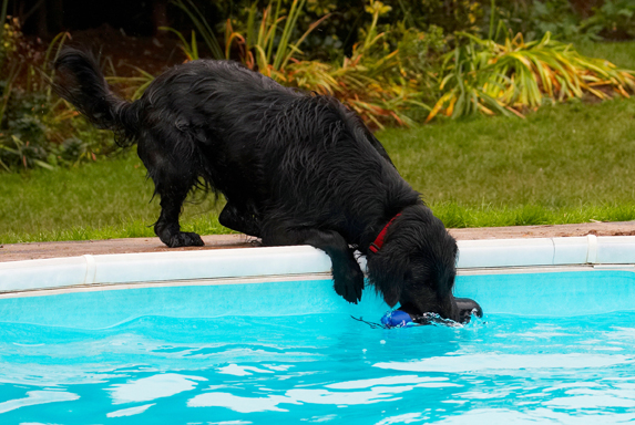 Yeah, got it without getting wet
Anahtar kelimeler: Dog Dogs Flat Coated Retriever Loki Pool Retrievers Swimming