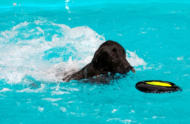 Another great dive
Ključne besede: Dog Dogs Flat Coated Retriever Loki Pool Retrievers Swimming